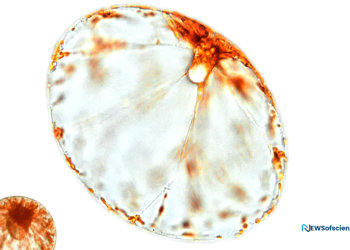 How little phytoplankton journey significant distances up in the sea