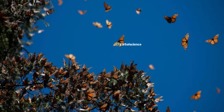 A plan to save Mexico’s oyamel backwoods could help ruler butterflies as well
