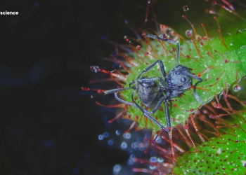 Predatory plants eat quicker with a contagious companion
