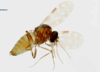Researchers give proof of mother to-child Oropouche infection spread in Brazil