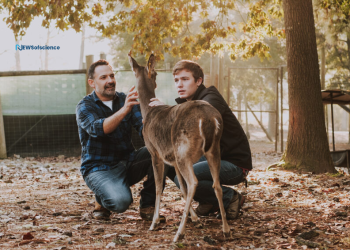 A turned protein reveals insight into ongoing squandering illness in deer