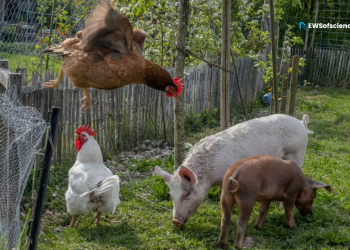 Why tracking down bird influenza in a U.S. pig interestingly is raising new concerns