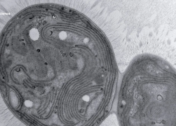 Meet Chonkus, the freak cyanobacteria that could be useful to sink environmental change full news exhaustively