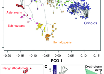 Geometric Morphometrics as a Tool for the Evaluation of Eublastoidea Morphological Variation