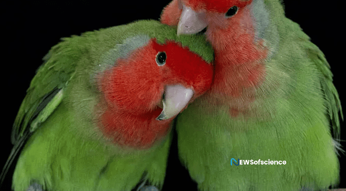 A solitary protein can change the energetic varieties in parrot plumage